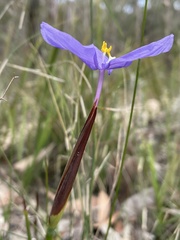 Patersonia