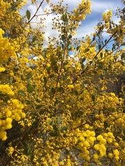 Acacia buxifolia