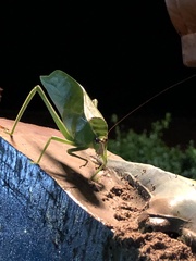 Stilpnochlora