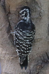 Dryobates nuttallii