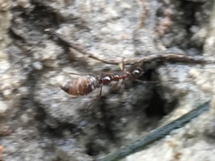 Pheidole obscurithorax