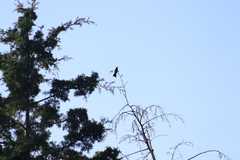 Eugenes fulgens