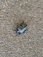 Cypherotylus californicus