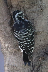 Dryobates nuttallii