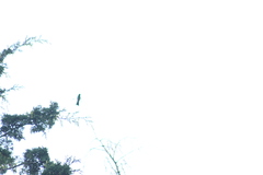 Eugenes fulgens