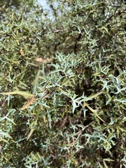 Berberis trifoliolata