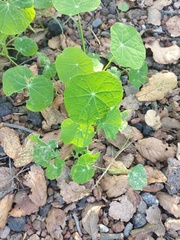 Tropaeolum majus