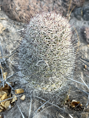 Mammillaria