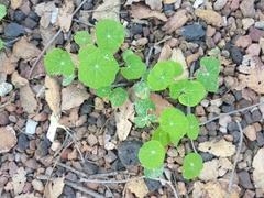Tropaeolum majus