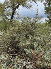 Berberis trifoliolata