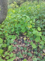 Tropaeolum majus