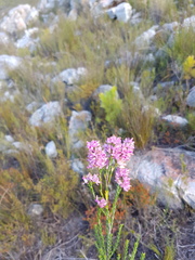 Erica vogelpoelii