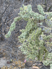Cylindropuntia cholla