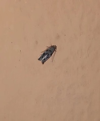 Lepidoptera