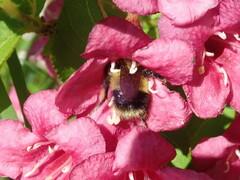 Bombus vagans bolsteri