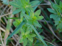 Galium album