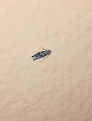 Lepidoptera