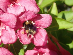 Bombus vagans bolsteri