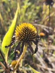 Echinacea purpurea
