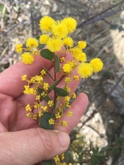 Acacia buxifolia
