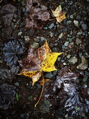 Acer pictum