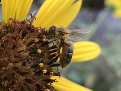 Apis mellifera