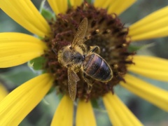 Apis mellifera