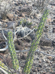 Stenocereus gummosus