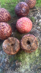 Amphibolips quercusjuglans