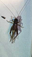 Velarifictorus micado