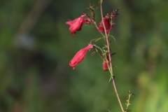 Penstemon roseus
