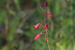Penstemon roseus