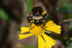 Triepeolus concavus
