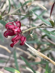 Grevillea diminuta