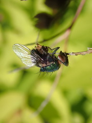 Entomophthorales