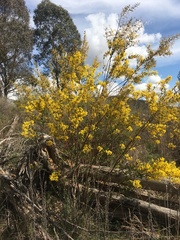 Acacia buxifolia