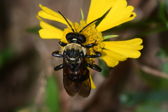 Triepeolus concavus