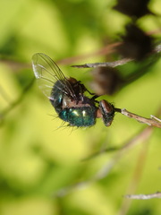 Entomophthorales
