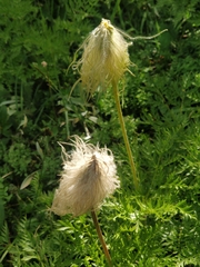Pulsatilla occidentalis