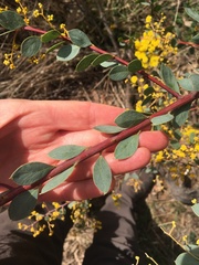 Acacia buxifolia