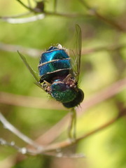 Entomophthorales