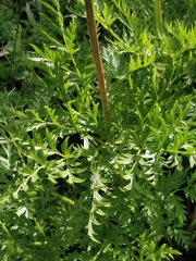 Pulsatilla occidentalis