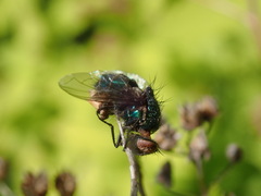 Entomophthorales