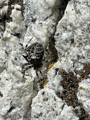 Araneus nordmanni