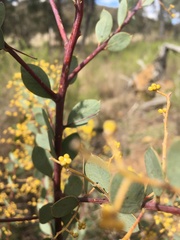 Acacia buxifolia