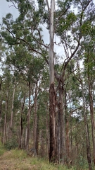 Eucalyptus moluccana