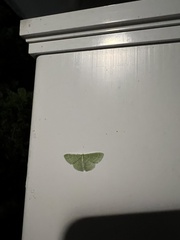 Synchlora
