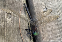 Somatochlora williamsoni