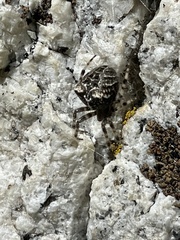 Araneus nordmanni