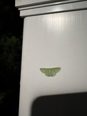 Synchlora